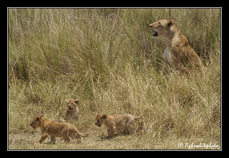 30 Safari Kenya